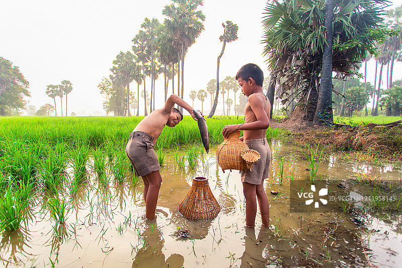 早晨在稻田上的亚洲农民钓鱼图片素材