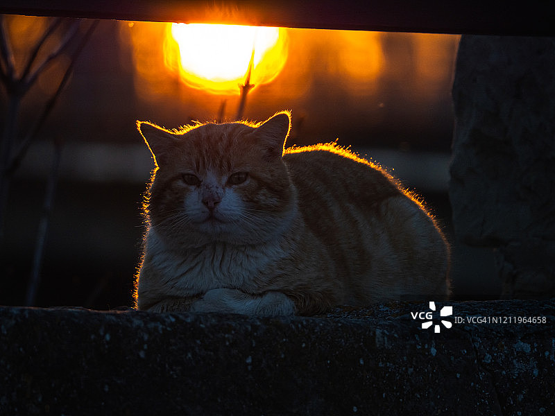 橙色条纹猫在日落时分躺在石墙上看着镜头图片素材