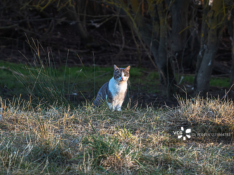 一只看着镜头的灰白条纹猫图片素材