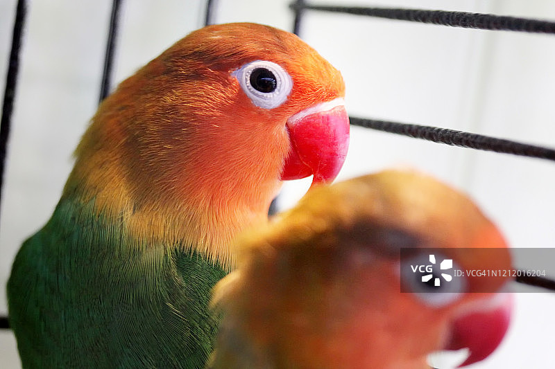 爱情鸟图片素材