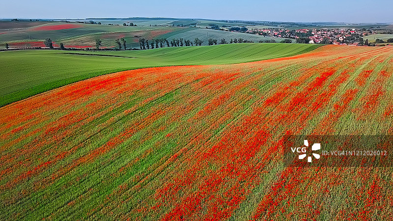 捷克摩拉维亚绿山丘上罂粟花的航拍图片素材
