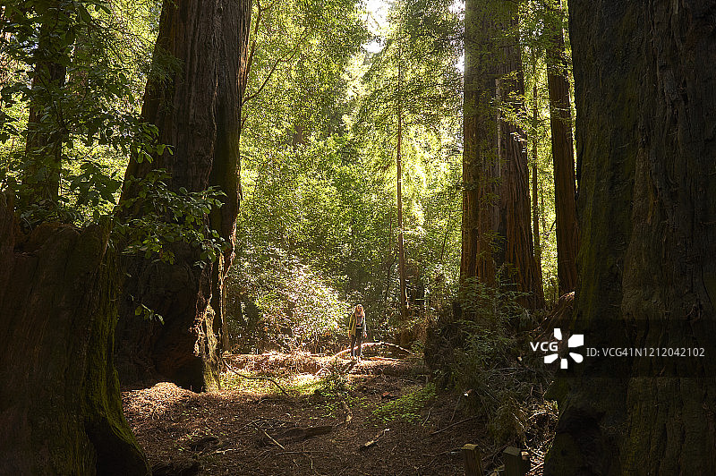 女人在北加州古老的红杉树中徒步图片素材