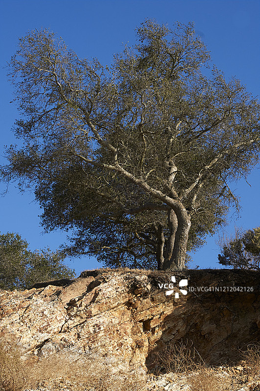 加州卡丘马湖岸边的蓝天树木图片素材