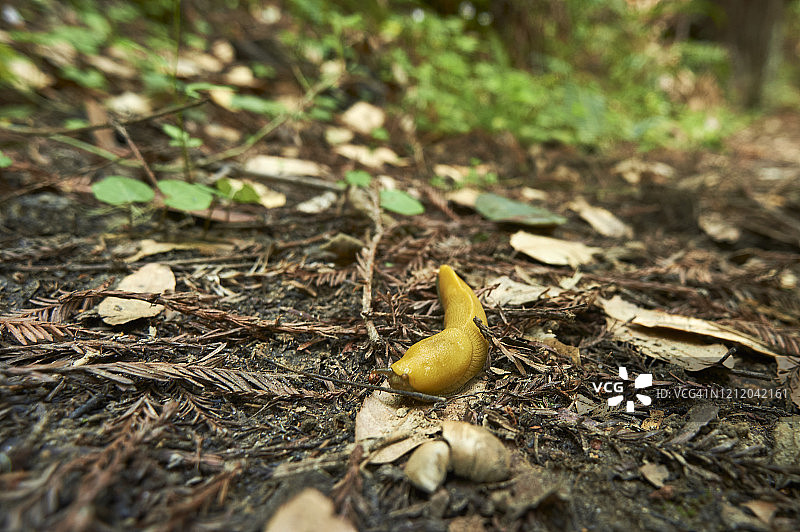 穿梭于森林地面的香蕉蛞蝓图片素材