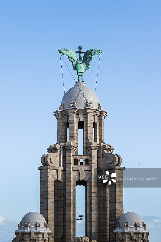 面向陆地的利物鸟图片素材