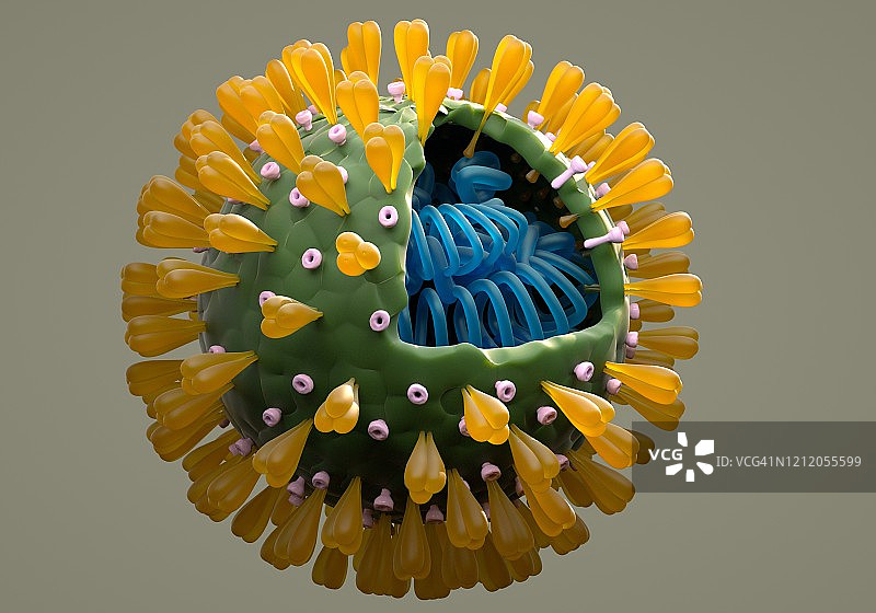 冠状病毒结构图片素材