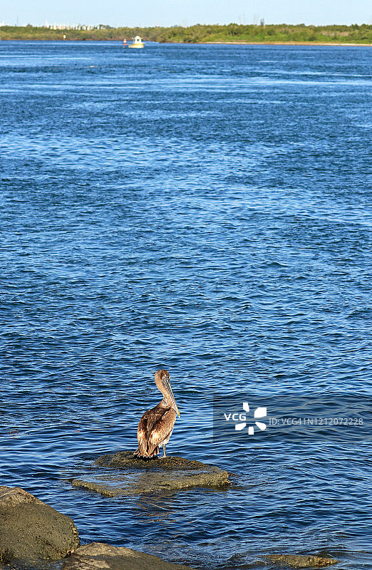 一只棕色鹈鹕栖息在佛罗里达州大西洋内陆航道岩石上图片素材