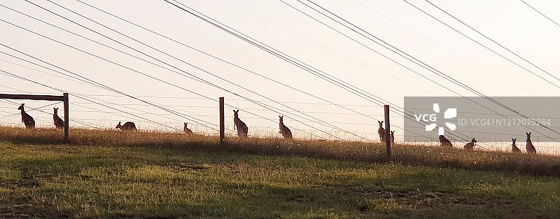 墨尔本的袋鼠图片素材
