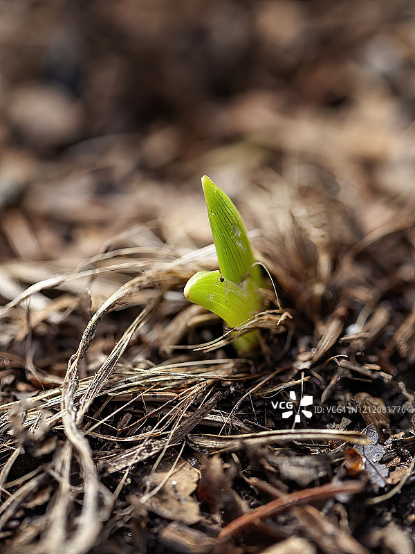 春天的发芽图片素材