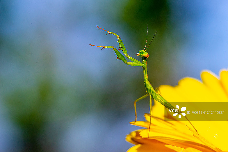 螳螂目图片素材
