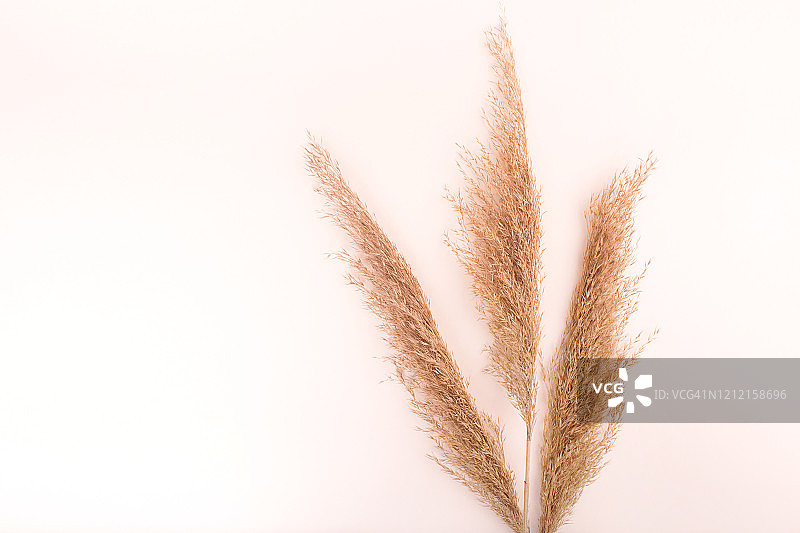 天然干 Pampas 草极简概念图片素材