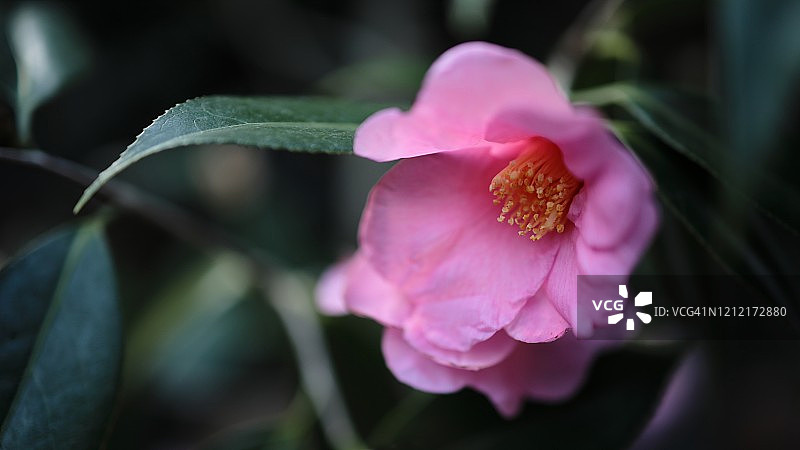 盛开的粉色茶花特写 -  Uraku茶花，选择性聚焦图片素材