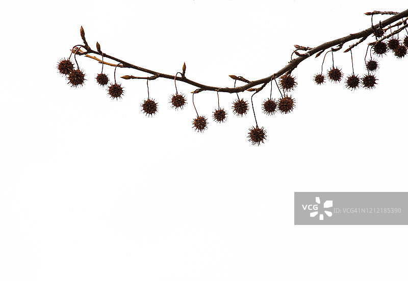 甜胶树干种子荚图片素材