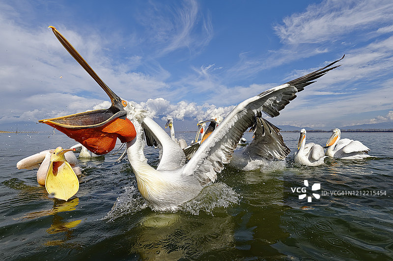 卷羽鹈鹕捕鱼图片素材