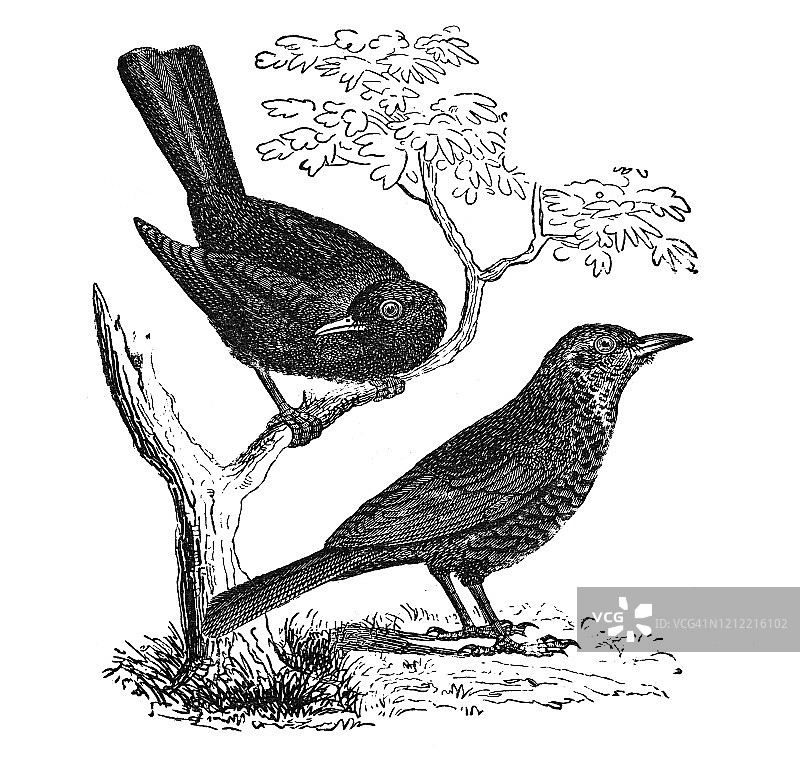 雄性和雌性乌鸫鸟类学古版画图片素材