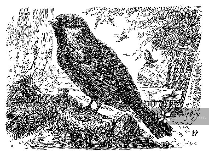 麻雀旧版雕刻插画图片素材