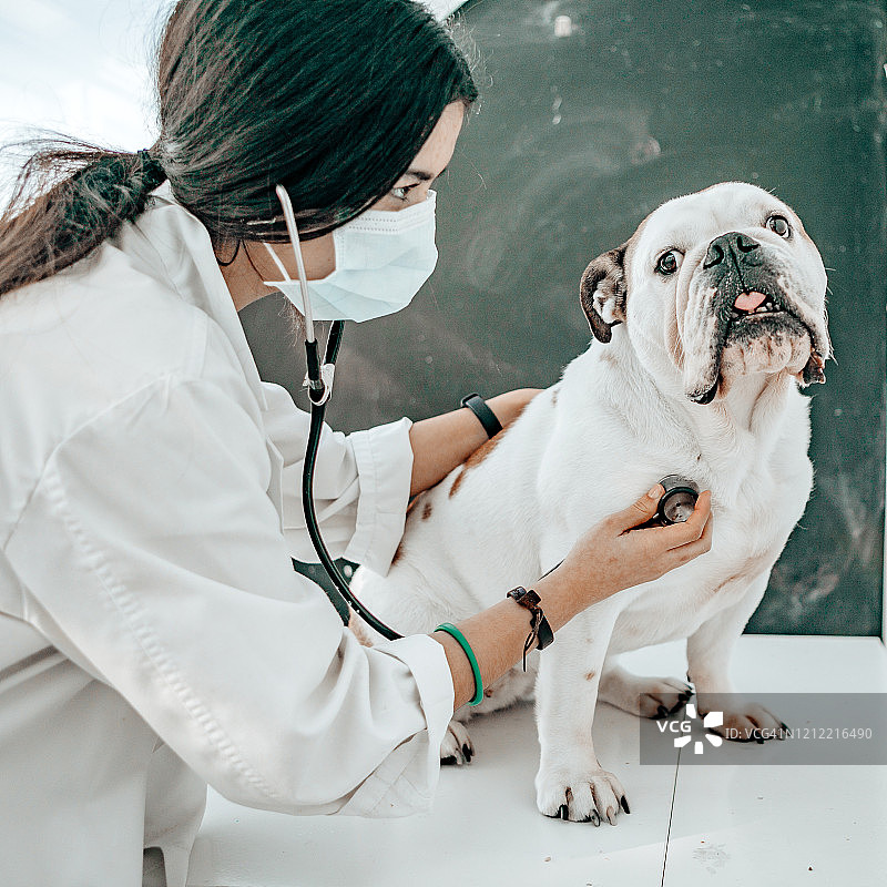 女兽医检查狗图片素材