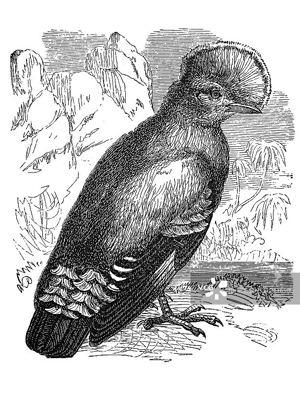 动冠伞鸟（雀形目）古老雕刻插图图片素材