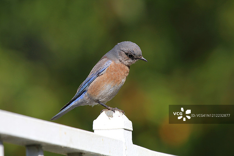 西部蓝知更鸟图片素材