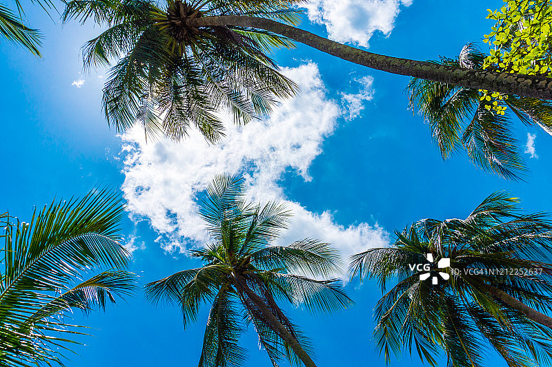 蓝天白云下的棕榈树图片素材
