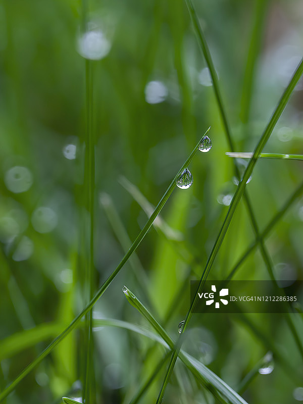草坪上的露珠图片素材
