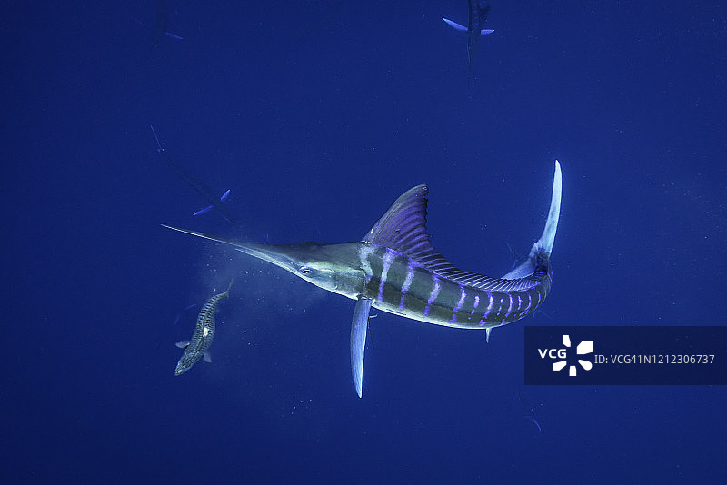 条纹枪鱼捕食鲭鱼，墨西哥下加利福尼亚图片素材