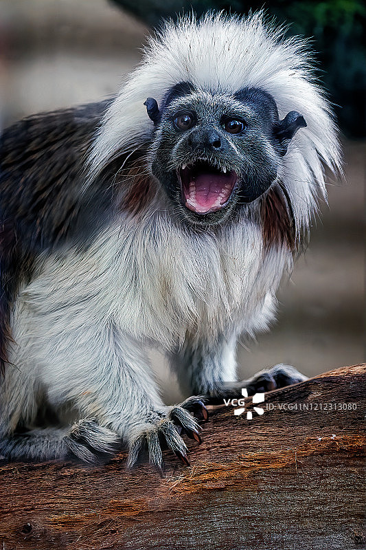 棉顶绢毛猴图片素材