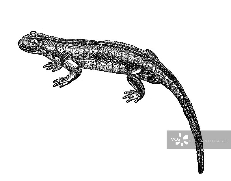 斑点蝾螈-两栖动物的分类-硬骨鱼，1894年出版的古董插图图片素材