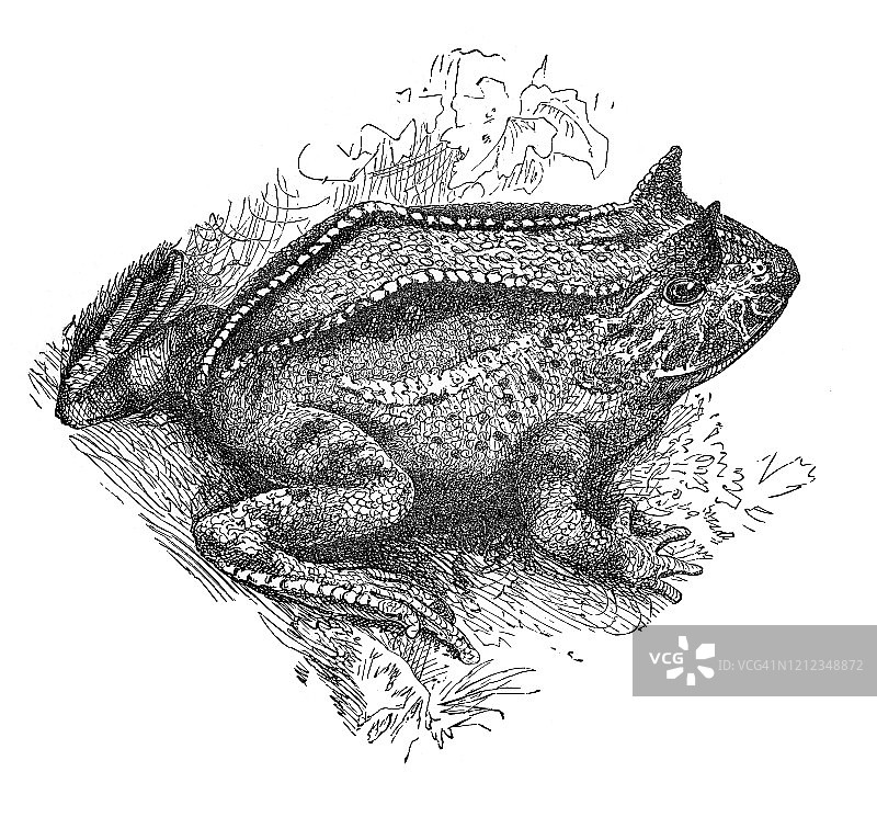 角花蟾：两栖动物分类古董插画，1894年图片素材