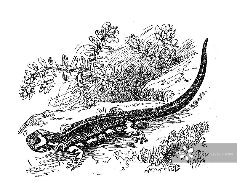 眼镜蝾螈古董插画，1894年图片素材