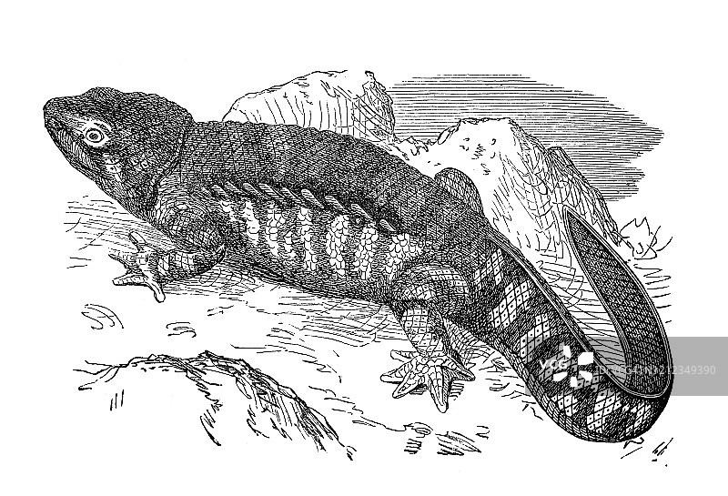 1894年出版的古代插图：瓦尔特蝾螈图片素材