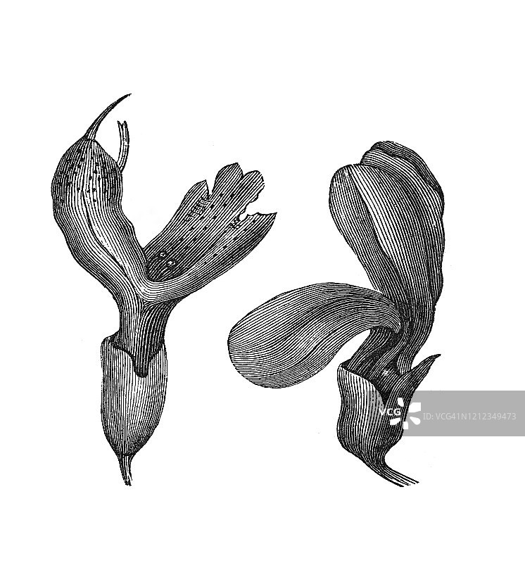 老式雕刻：花朵的结构和花被形式，植物学图片素材