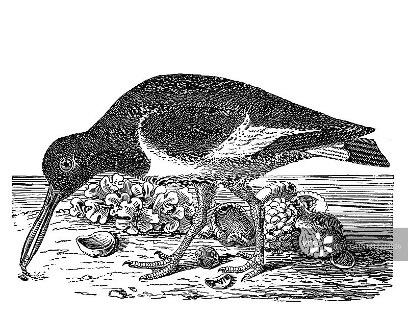 蛎鹬鸟类古董雕刻插图图片素材