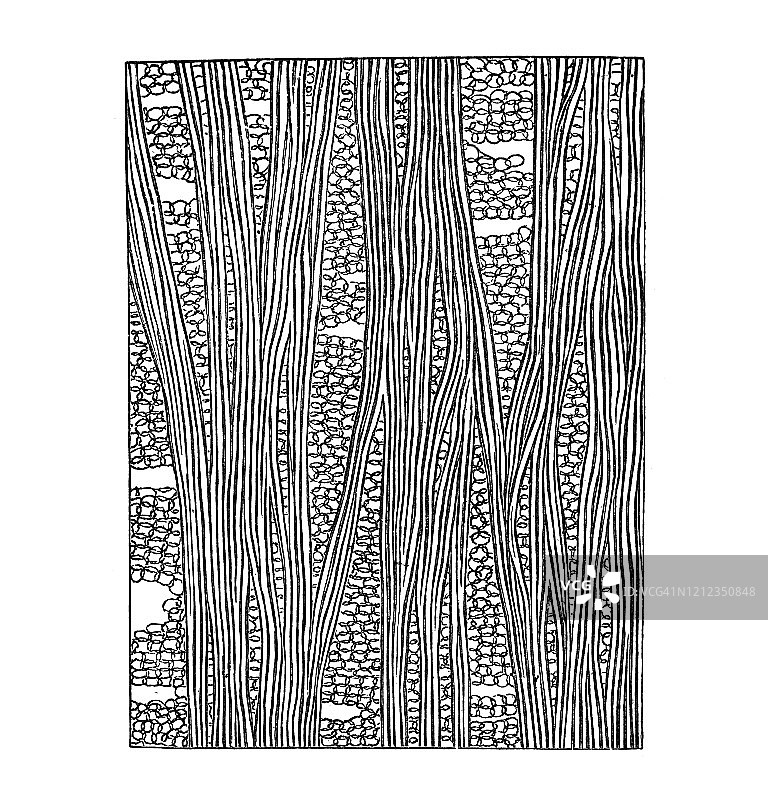 石灰树韧皮部横截面老式雕刻插图：植物学-植物结构。1894年出版的古董插图，大众百科全书。图片素材
