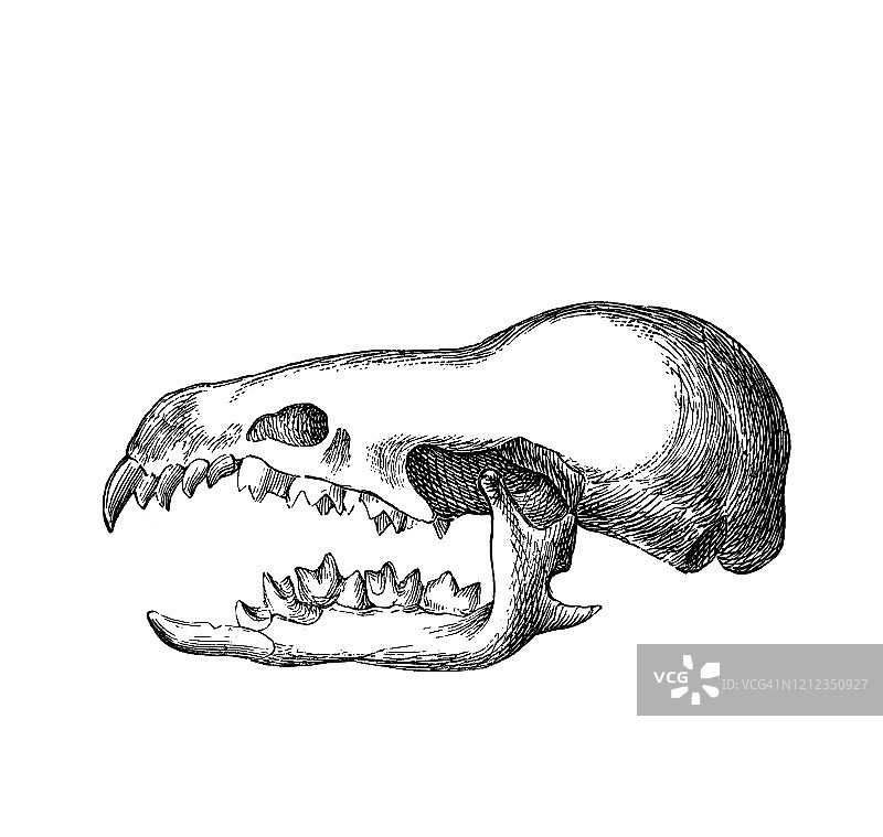 水鼩头骨——食虫动物古老版画图片素材