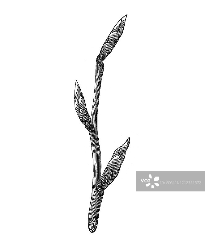 叶芽和幼枝的生长结构古老雕刻插图：植物学、根、芽、木材选择，1894年大众百科全书图片素材