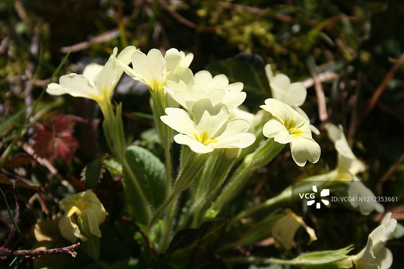 阳光下的黄色报春花图片素材