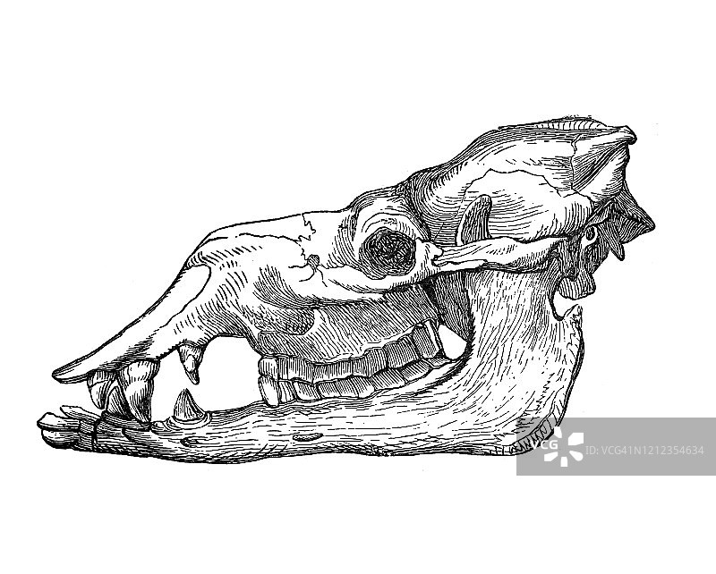 骆驼头骨的古老版画插图 - 鲸目动物，贫齿动物。1894 年出版的古董插图图片素材