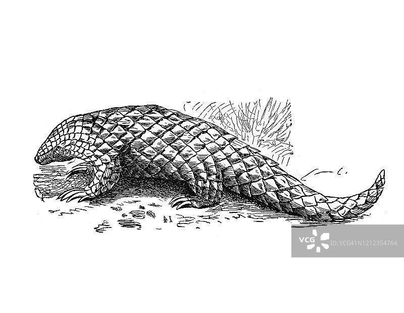 短尾穿山甲（Manis brachyura）的老式雕刻插图图片素材