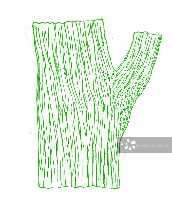 一棵母猪蓟茎上的血管网络的古老雕刻插图，植物学 - 植物结构。1894年出版的古董插图，大众百科全书。此艺术品的版权已过期图片素材