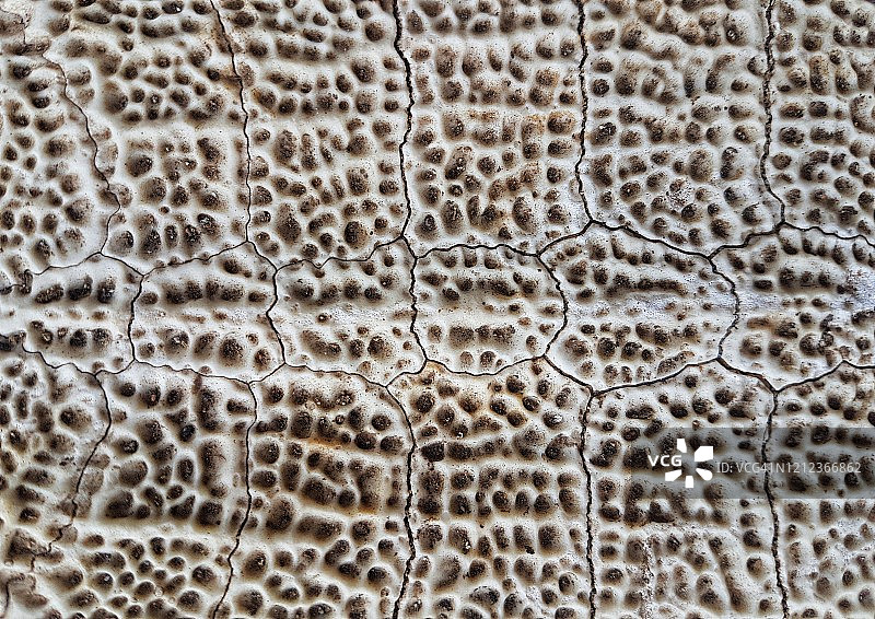 海龟腹部纹理全景图片素材