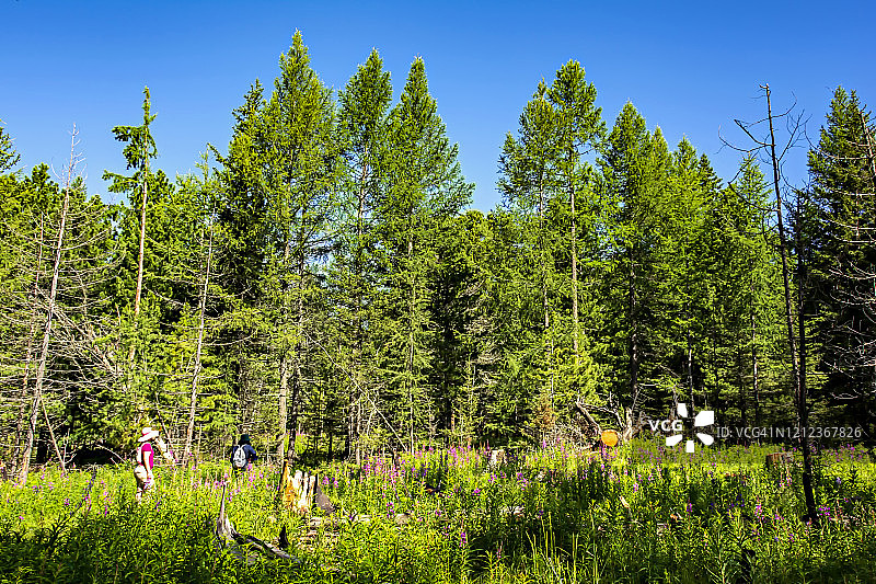 在蒙古的森林中徒步图片素材