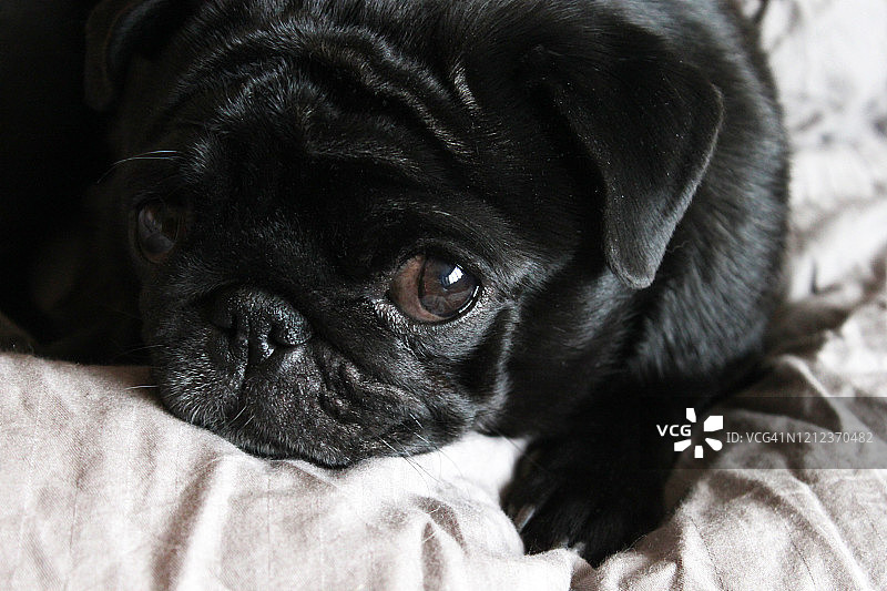 床上灰色亚麻布上的可爱黑色哈巴狗，特写镜头，半闭着眼睛休息，看着镜头图片素材