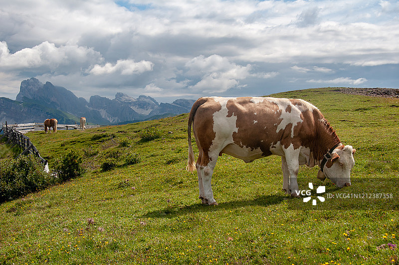 意大利博尔扎诺阿尔卑斯休斯山高山牧场上的动物图片素材