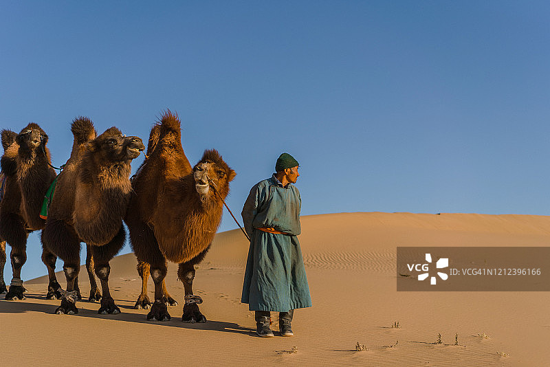 男人在日落时分的戈壁沙漠中带领骆驼队图片素材