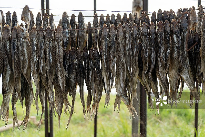 大量在绳子上晾晒的咸鱼图片素材