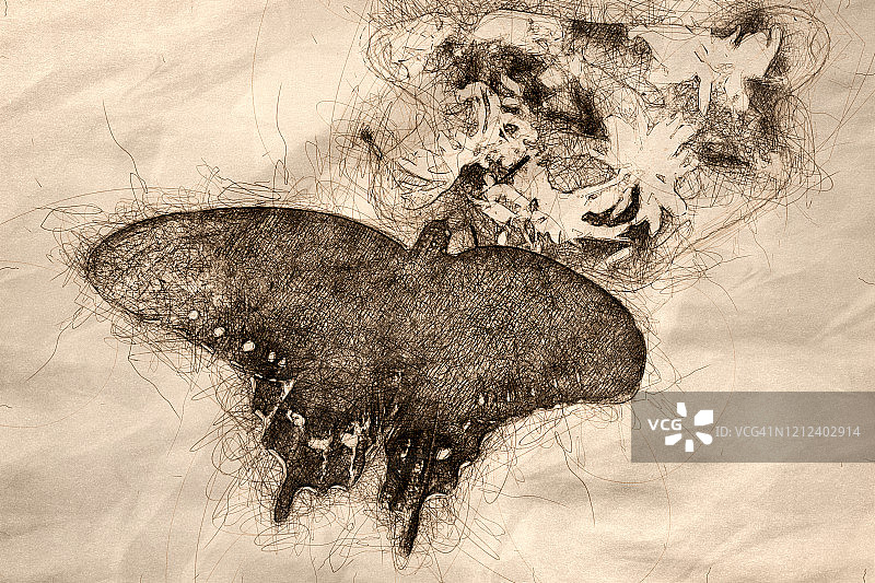 香料灌木燕尾蝶从花朵中吸取花蜜的速写图片素材