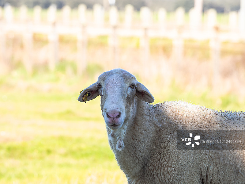 有机放牧概念：春季牧场的绵羊图片素材