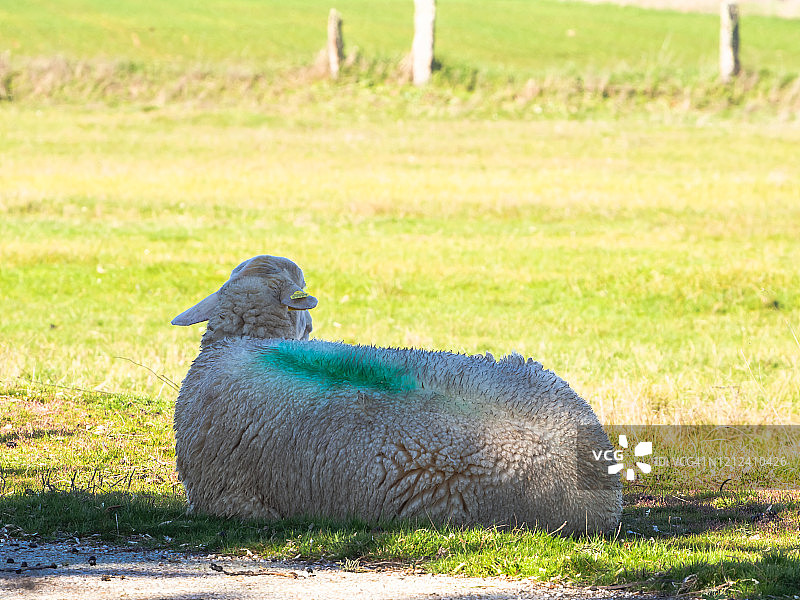 有机放牧概念：春季牧场的绵羊图片素材