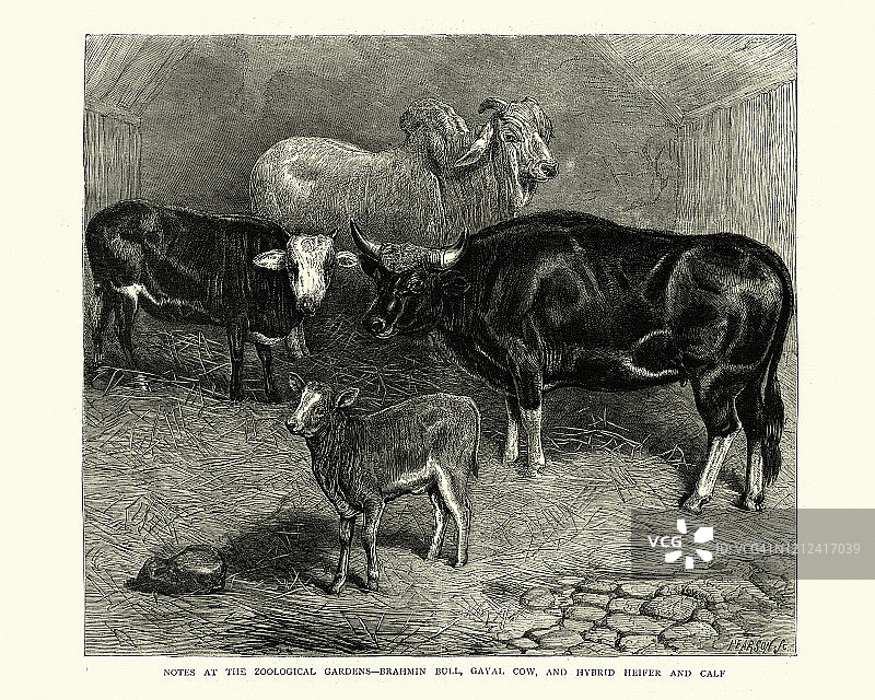 维多利亚时期的牛品种：婆罗门公牛、杂交母牛和小牛图片素材
